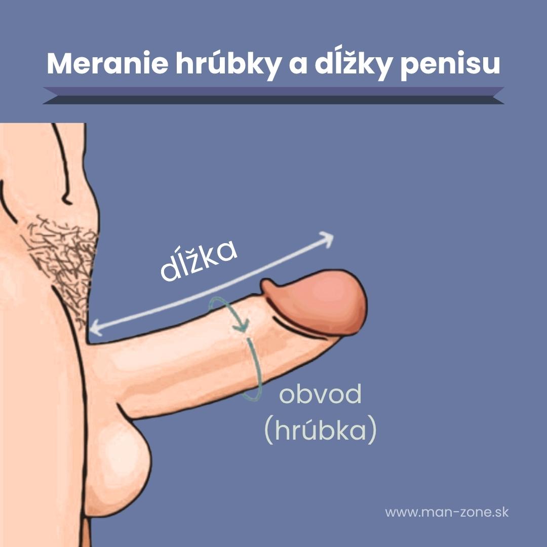 Priemerná dĺžka penisu: Slovensko vs. Európa (2025) ilustracia-zobrazuje-ako-sa-spravne-meria-dlzka-a-obvod-penisu-pocas-erekcie-so-sipkami-a-popismi